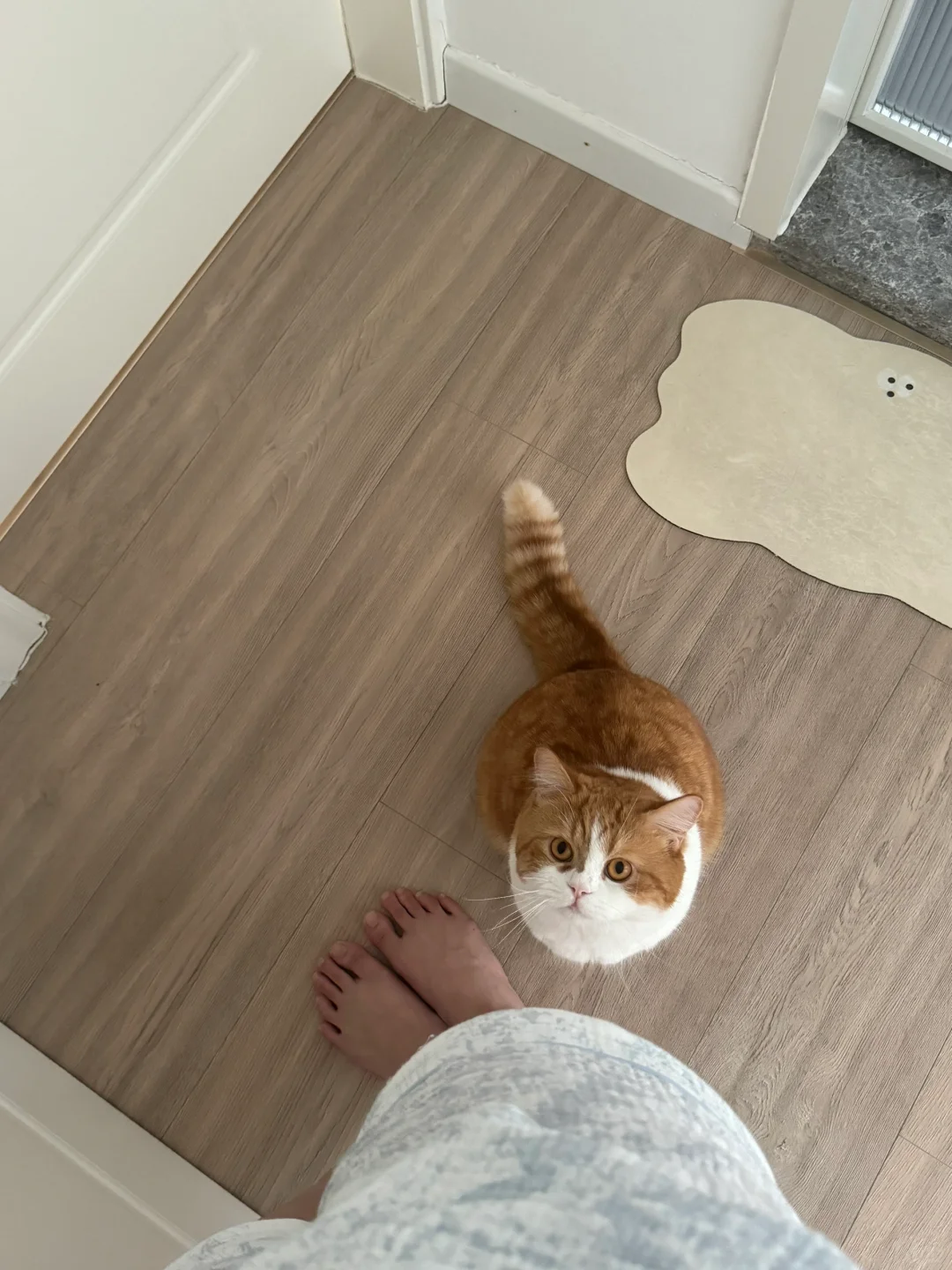 当我的猫想进房间