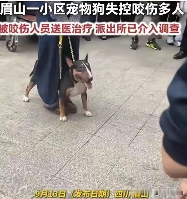 中国什么时候能正视狗犬的问题？

又一起养狗人咬人的恶劣事件，网络上却一点风声都