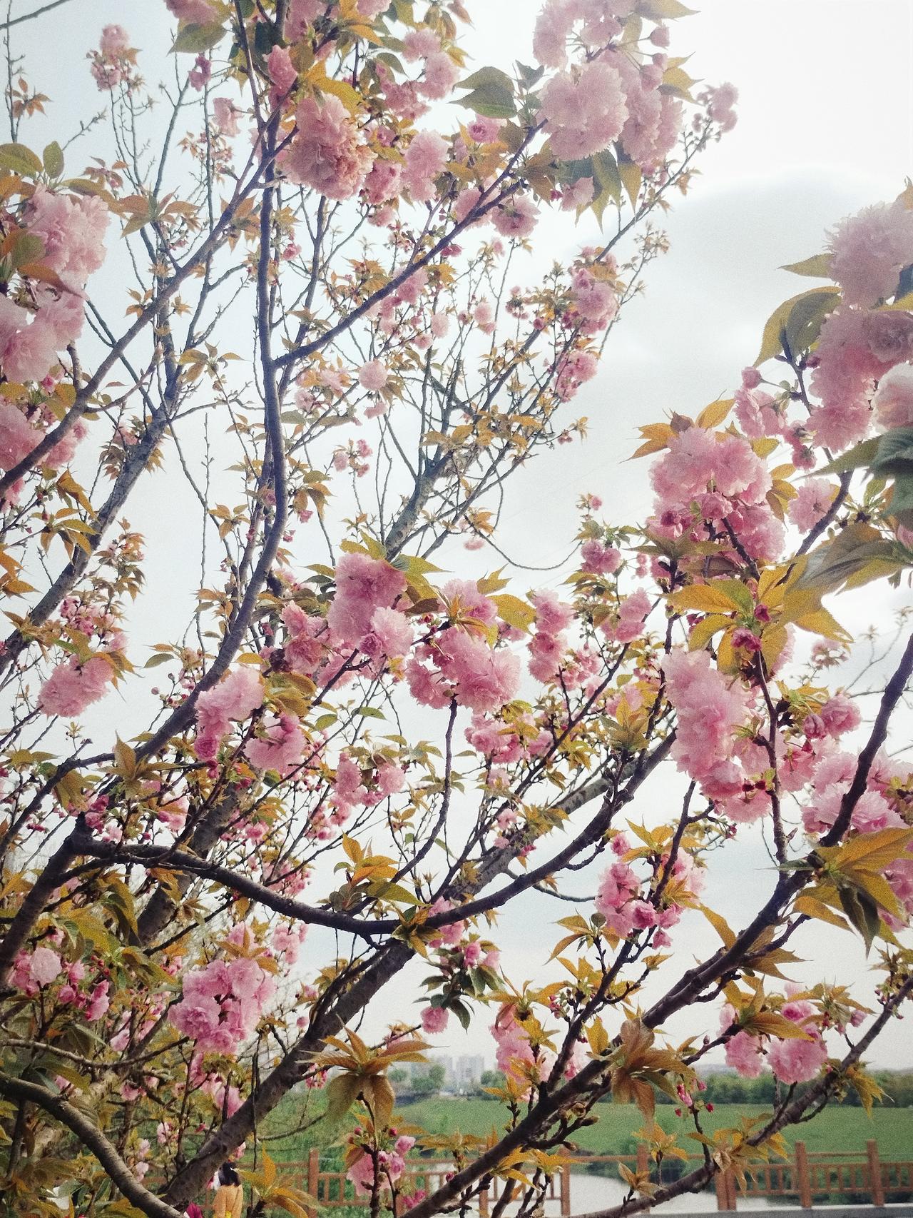 公园盛开了漂亮的樱花，美好的东西值得分享，没想到重瓣晚樱也能在这边看到，去不了武