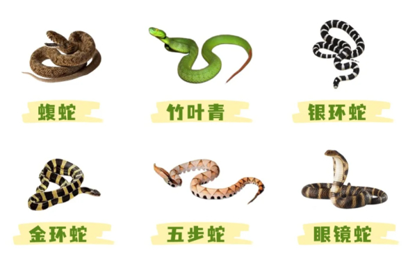 男子被蛇咬后忍痛给小青蛇拍了照片 被蛇咬了不认识是啥蛇，最好及时拍照，这样可以第