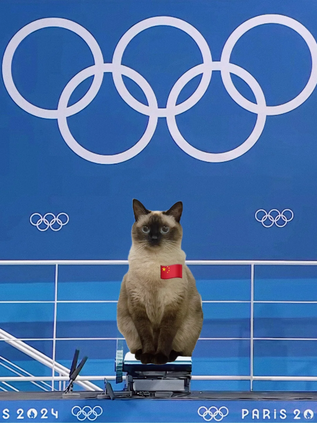 勇敢小猫，征战奥运！