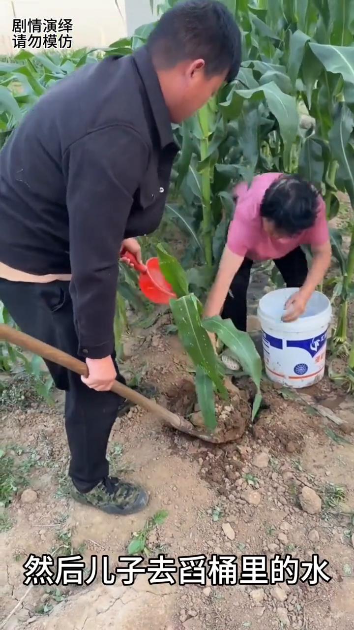 母子两个在地里干农活，只见她将玉米刨起来，然后儿子去舀桶里的水。就当她去浇水时，