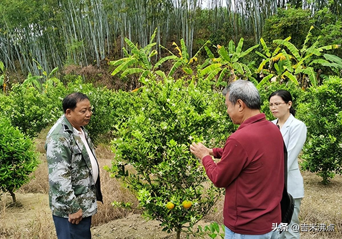 十字村李安洲种了200亩大红柑，去年只靠卖鲜果，今年突然开始晒陈皮，他到底在赌什