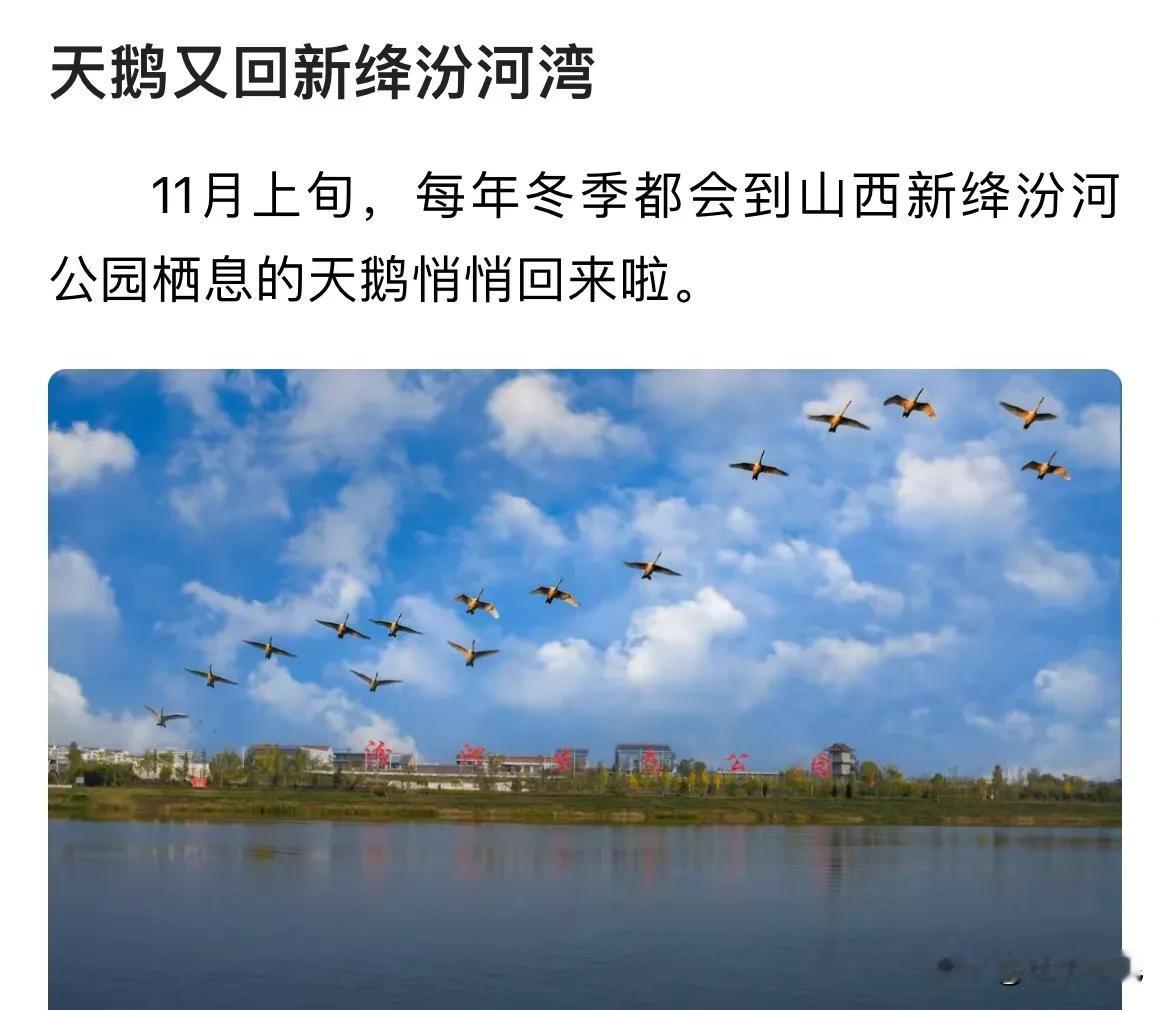  看到三门峡做大天鹅的“生意”火了，很多地方开始跟风了。很有可能以后三门峡的天鹅