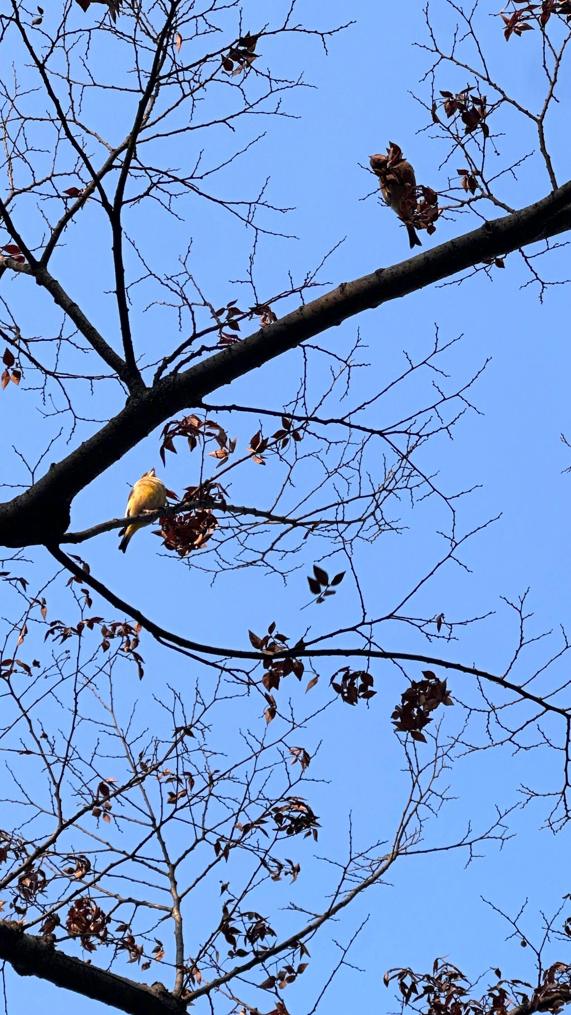 👩🏻💻 »𝐖𝐨𝐫𝐤𝐢𝐧𝐠咖啡一端 继续搬砖🧱👧🏻ི 