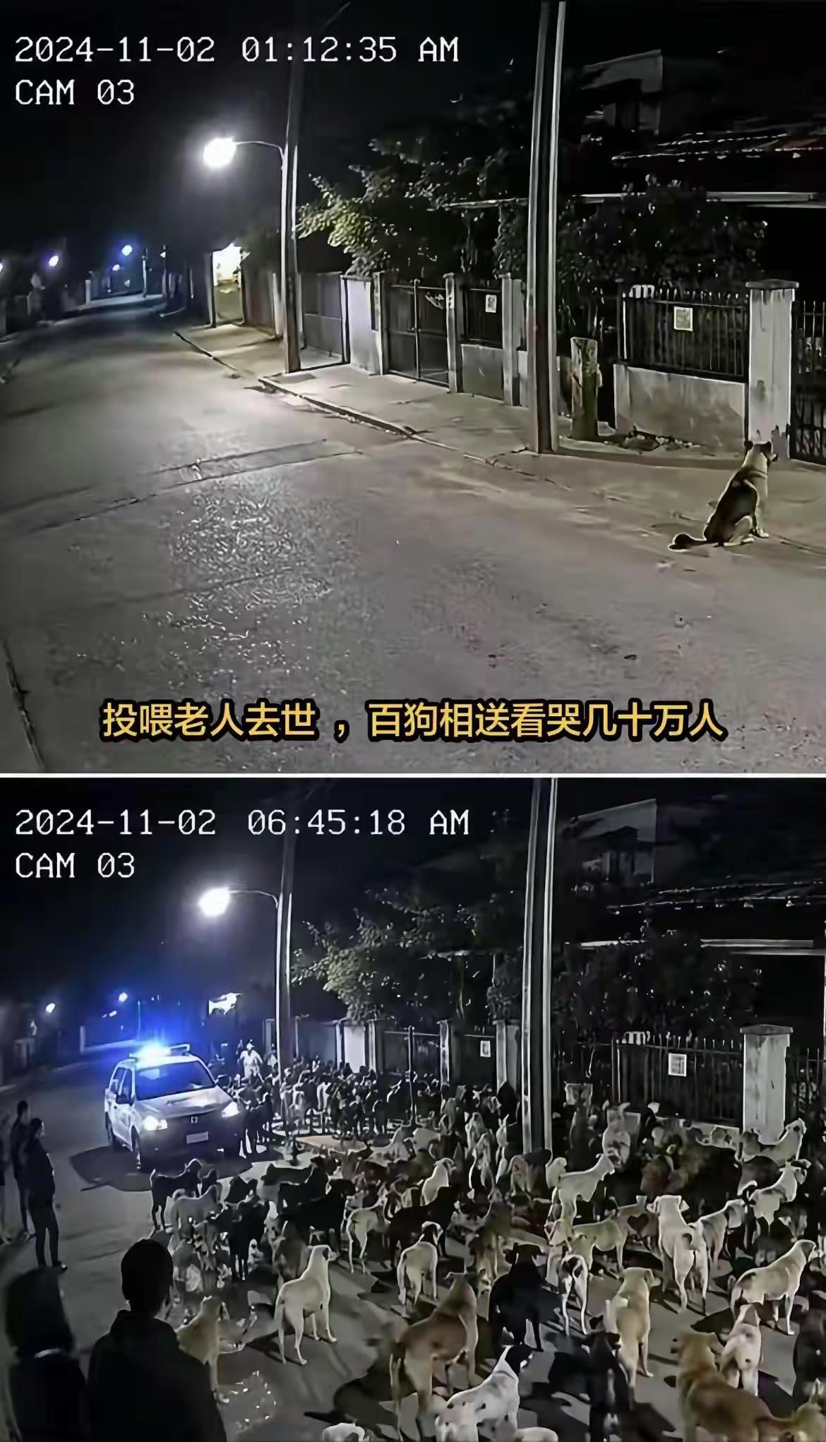 刷到这段监控截图，网传一位常年投喂流浪狗的独居老人离世，出现了百狗相送的画面，看