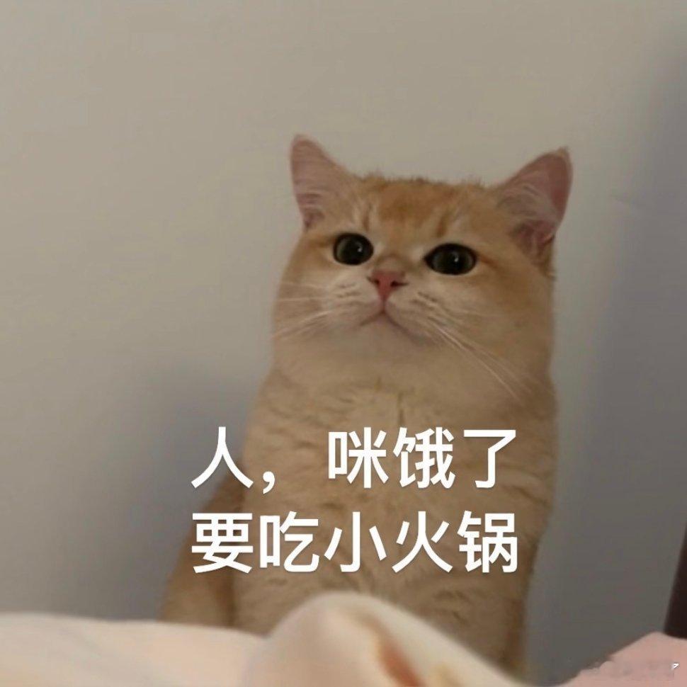 给我的小猫做表情包新年迎喜番