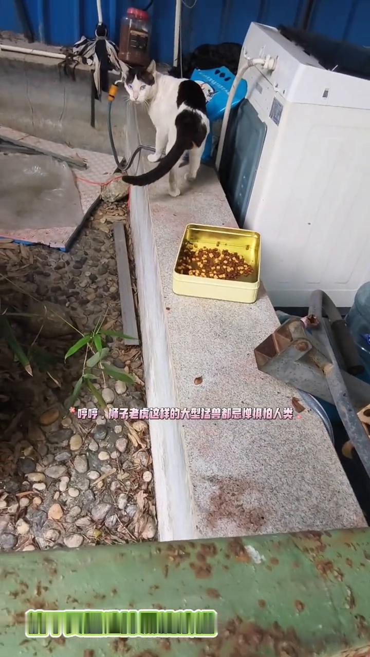 流浪猫攻击人？
总有人说流浪猫攻击人，连狮子、老虎这样的大型猛兽都忌惮惧怕人类，
