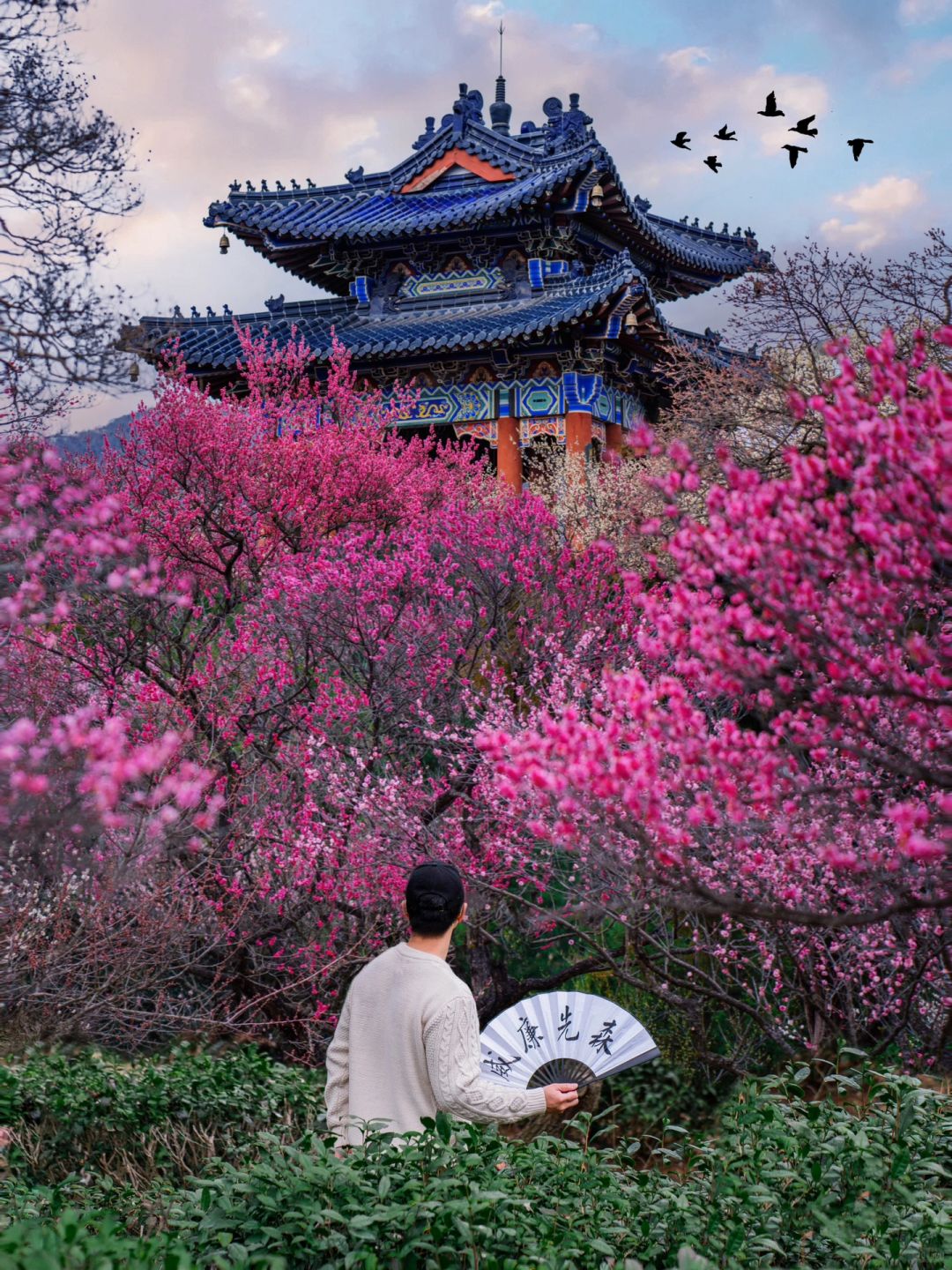 南京又美出新高度‼️梅花全开好了🌸冲吧宝！