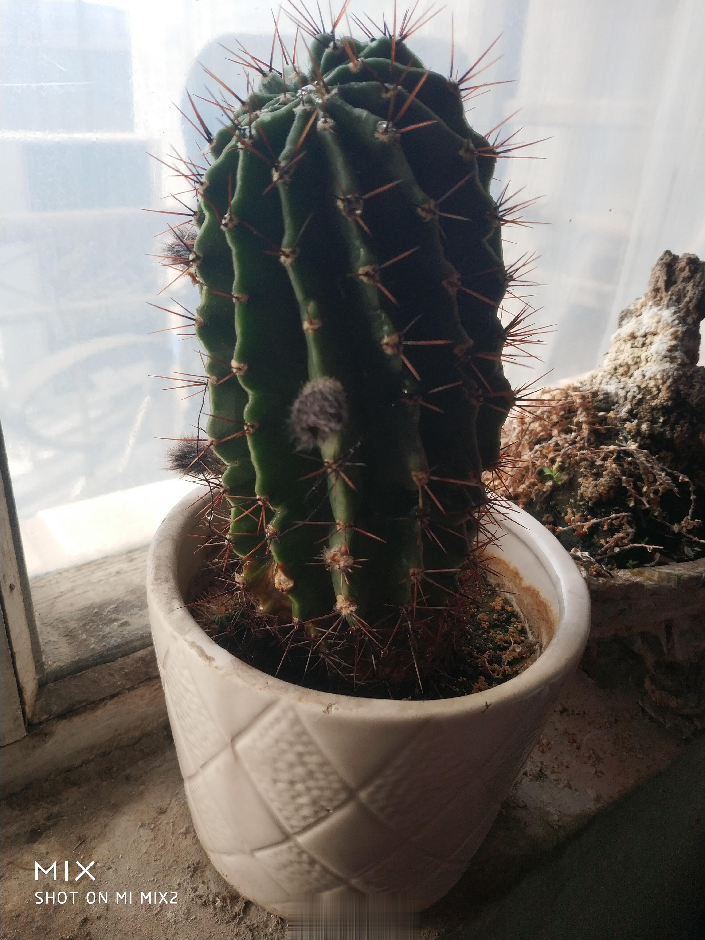 每次我屋的小仙人球开花都是只开一朵，同时开两朵很少。看来这次要同时开三朵。 ​​