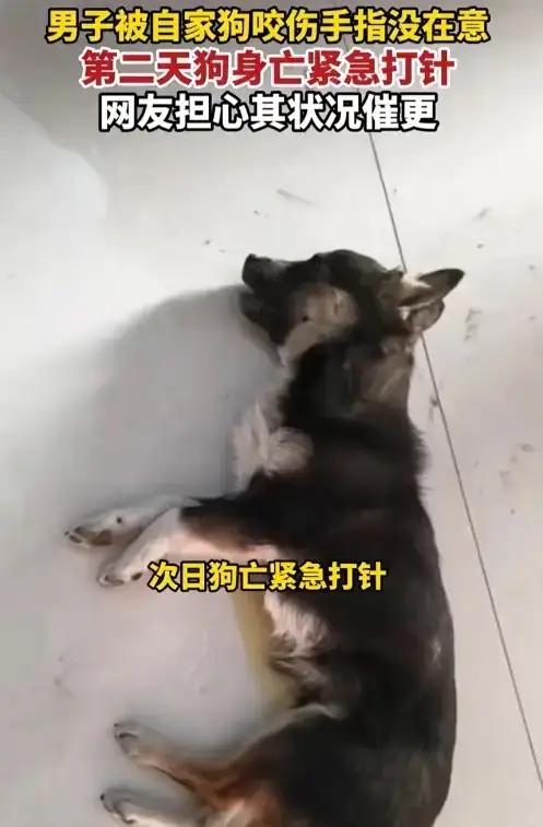 这起发生在河南的事件，表面上看似一场普通的“狗咬人”事故，却折射出我们对生命、责