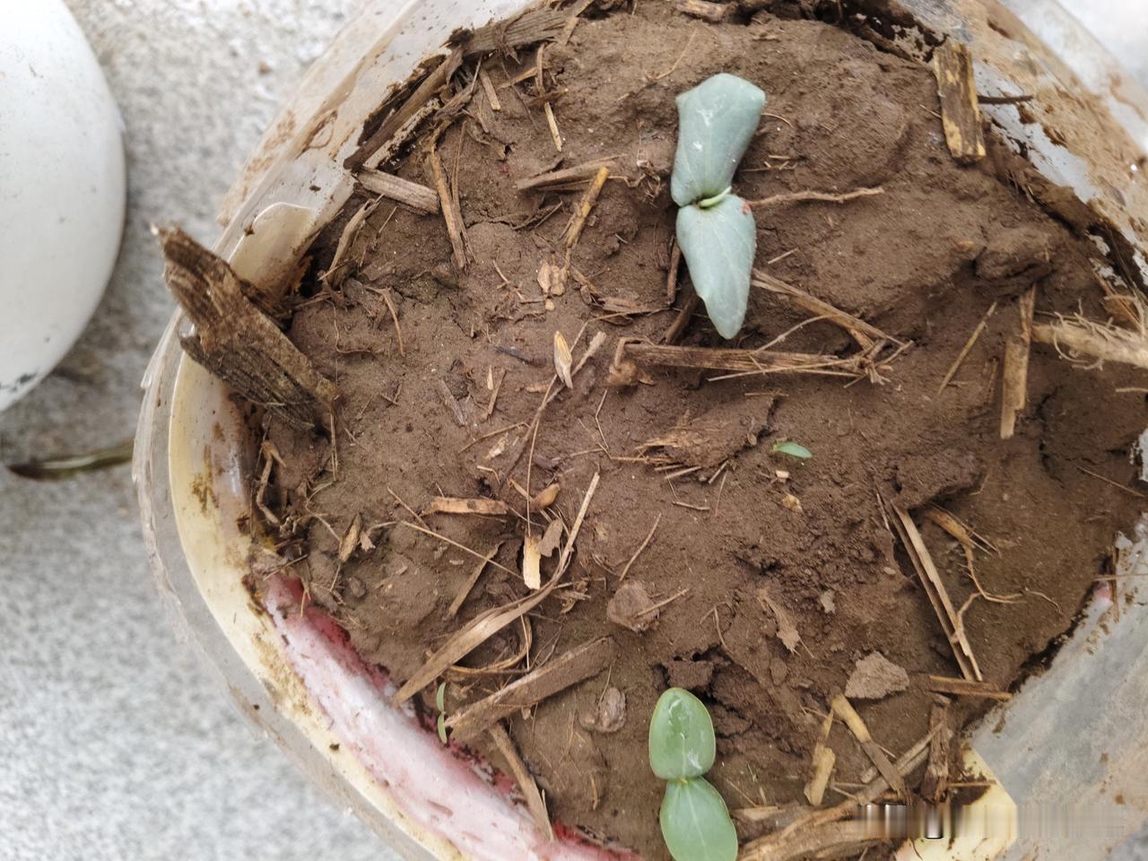 谷雨前后，栽花种豆。

农家小院升级改造后的第一个春天。院子改造了四个花池（菜池