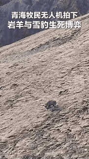 “这岩羊也太狠了！”青海牧民无人机拍到的一幕，直接刷新对“求生”的认知——雪豹死