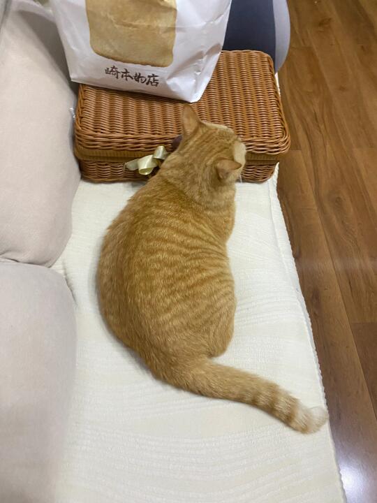 这种黄油小面包谁看了不迷糊