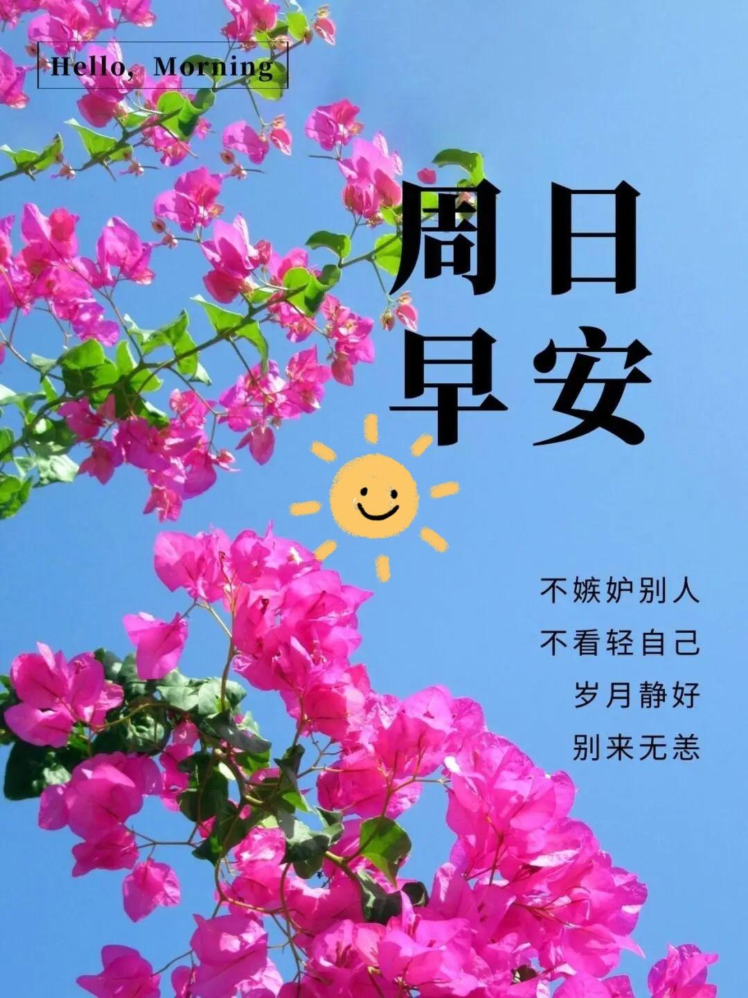 周日早安！粉色三角梅于蓝天中绽放，似带阳光般的笑容。不嫉妒他人，亦不轻看自己，岁