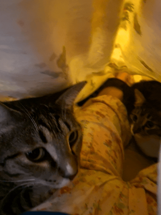 天冷了，被窝里长小猫咪惹[期待]（忽略我的雷霆大花裤[嘻嘻]） ​​​