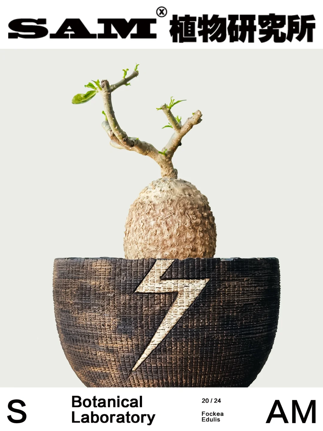 火星人｜Fockea Edulis