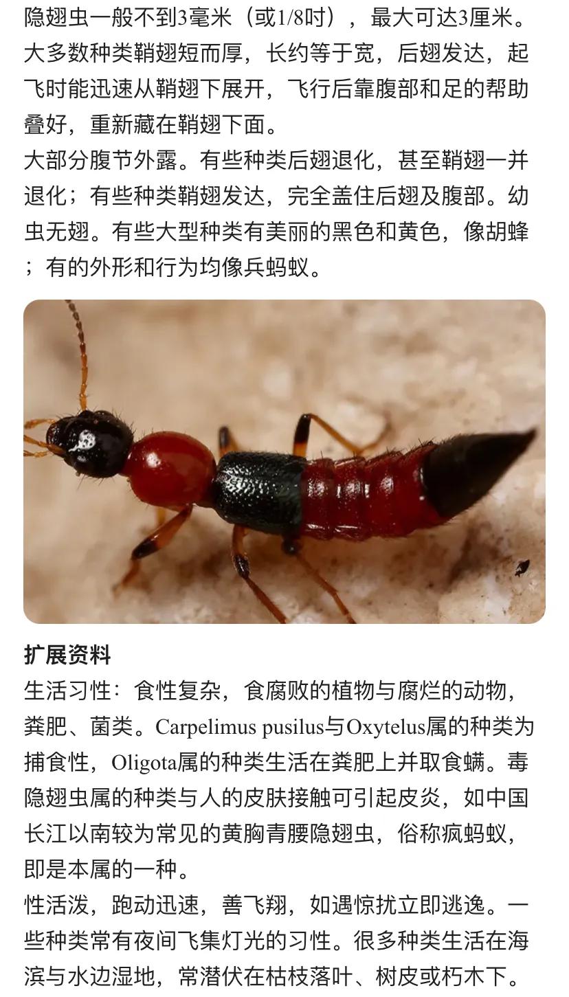 这种虫子已在北京出现！号称飞行的硫酸，很像蚂蚁，但是看见了千万不要用手拍！学名叫