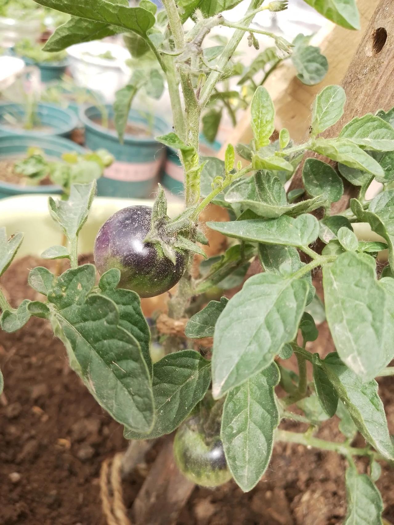 谁知道这是什么品种的西红柿，是不是转基因的东西。不明的植物 头一次见到这样的西红