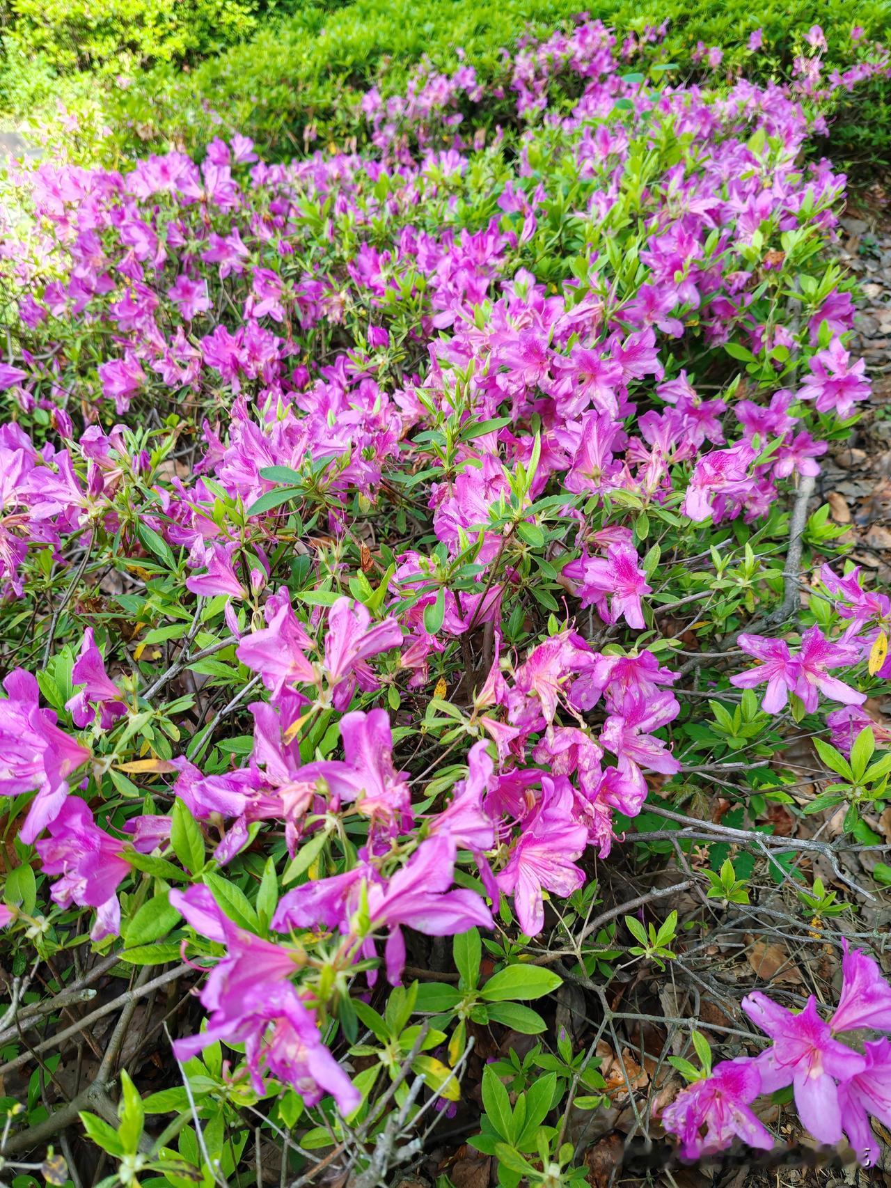 不管你们信与不信，反正我是信了！这是我手机里唯一的一张跟花有关系的图片！是清明节