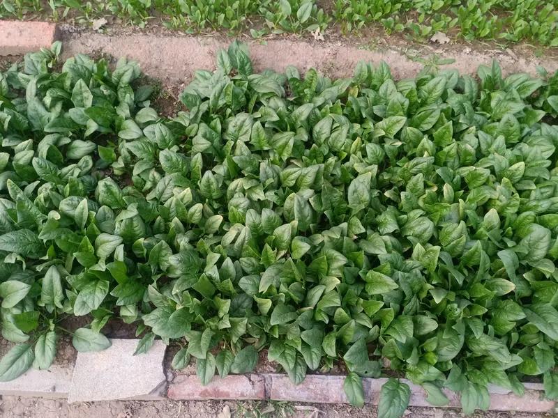 最近河南趴地菠菜可太火了！某平台一条视频让它意外出圈，网友说这是正宗趴地菠菜，吃