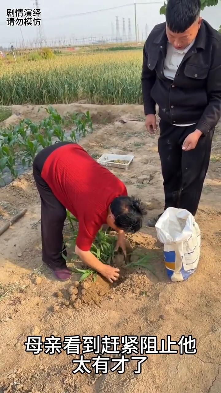 儿子施肥刨坑倒进去，母亲看到赶紧阻止他，太有才了。
母子两个在地里给玉米施肥，只