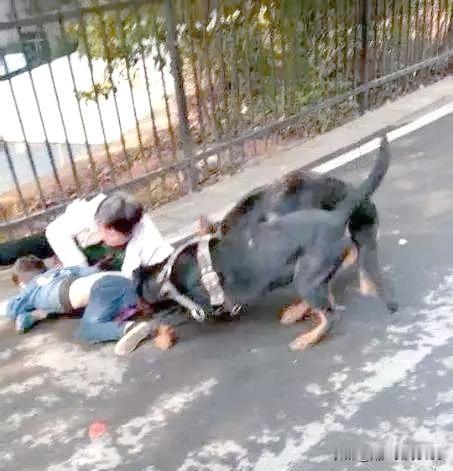 养狗的异化

古人驯狗养狗，是为了捕猎和看家护院，因为狗一旦被驯养，相对于其它动