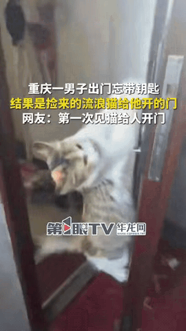 重庆这位大哥怕是这辈子都忘不了 —— 出门忘带钥匙，正对着家门犯愁时，突然想起几