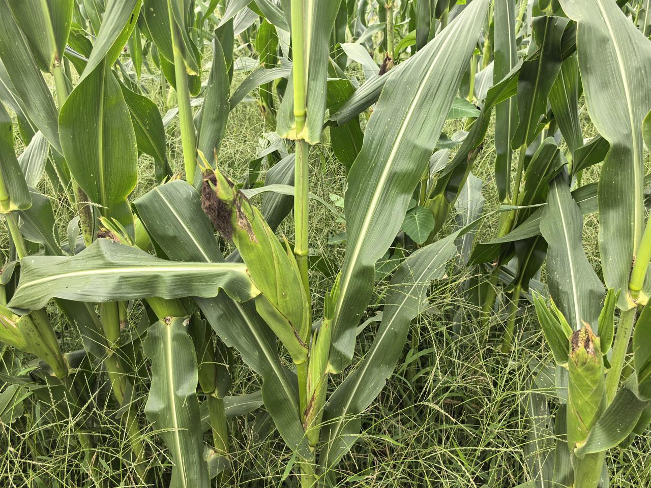 密云玉米：一种准生态的种植实践
蒋高明

最近，笔者和密云区的一位出租司机聊天，