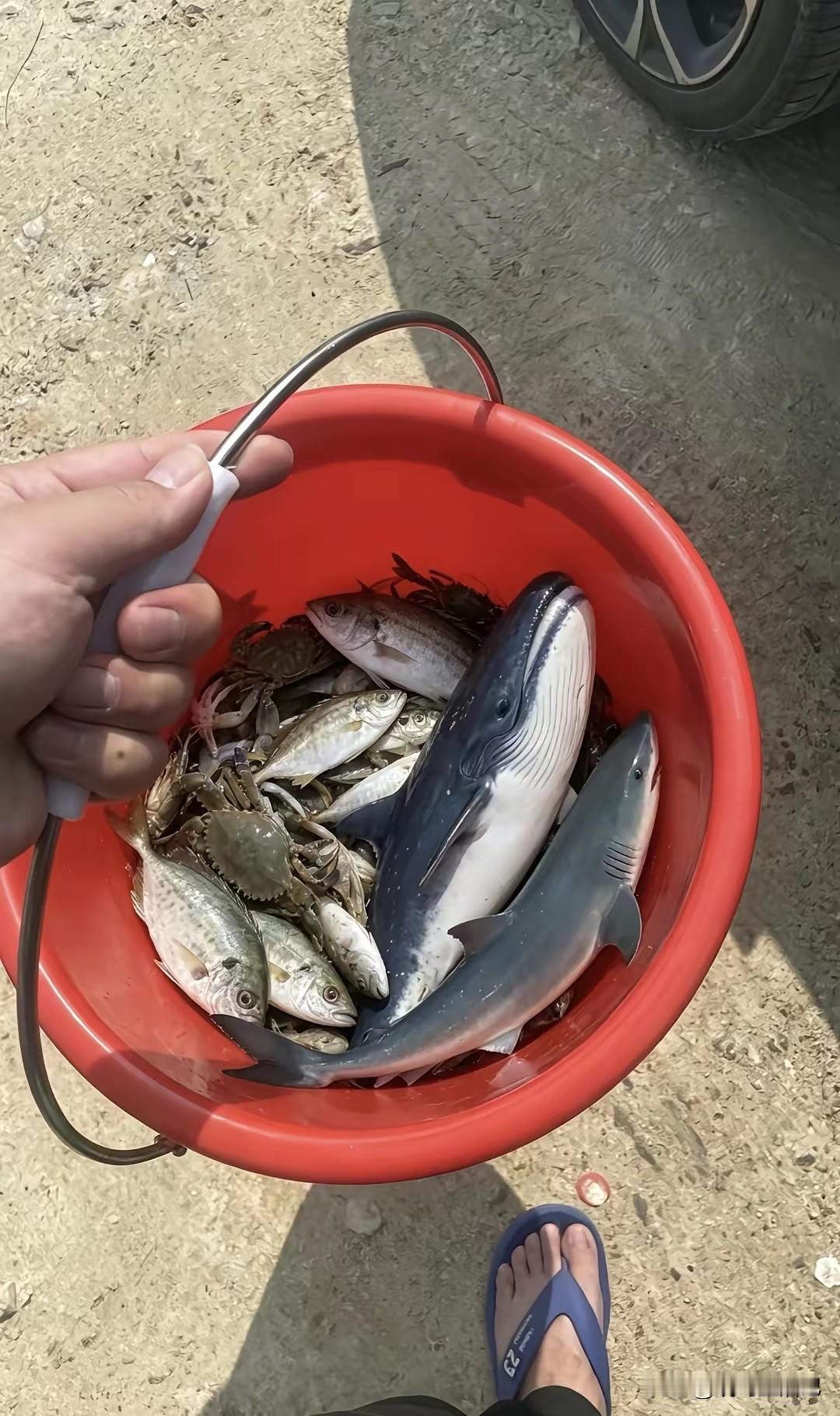住在海边就是好，随时都可以吃到新鲜海鲜[赞]
