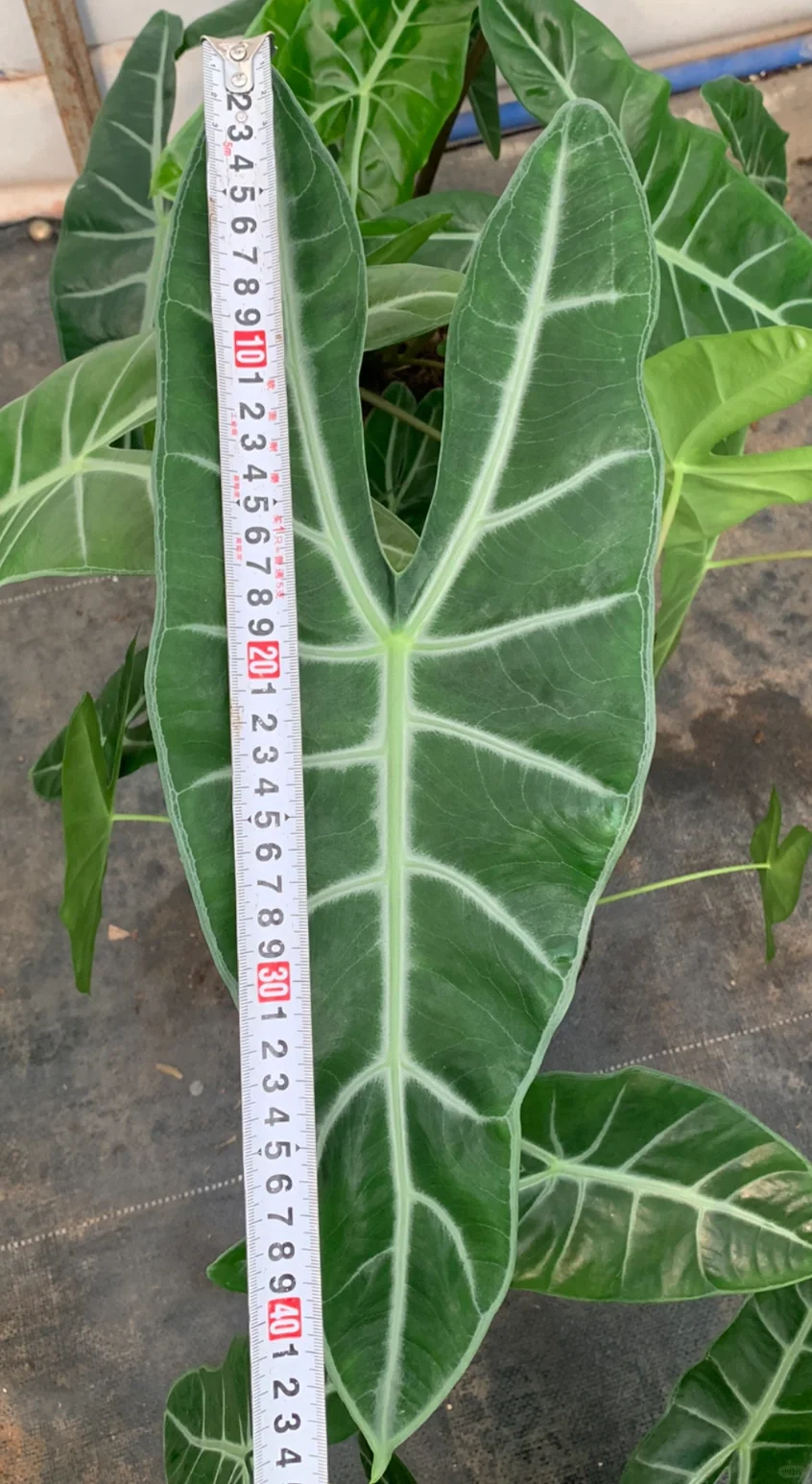 银脉剑叶，自然之美绽放🎊