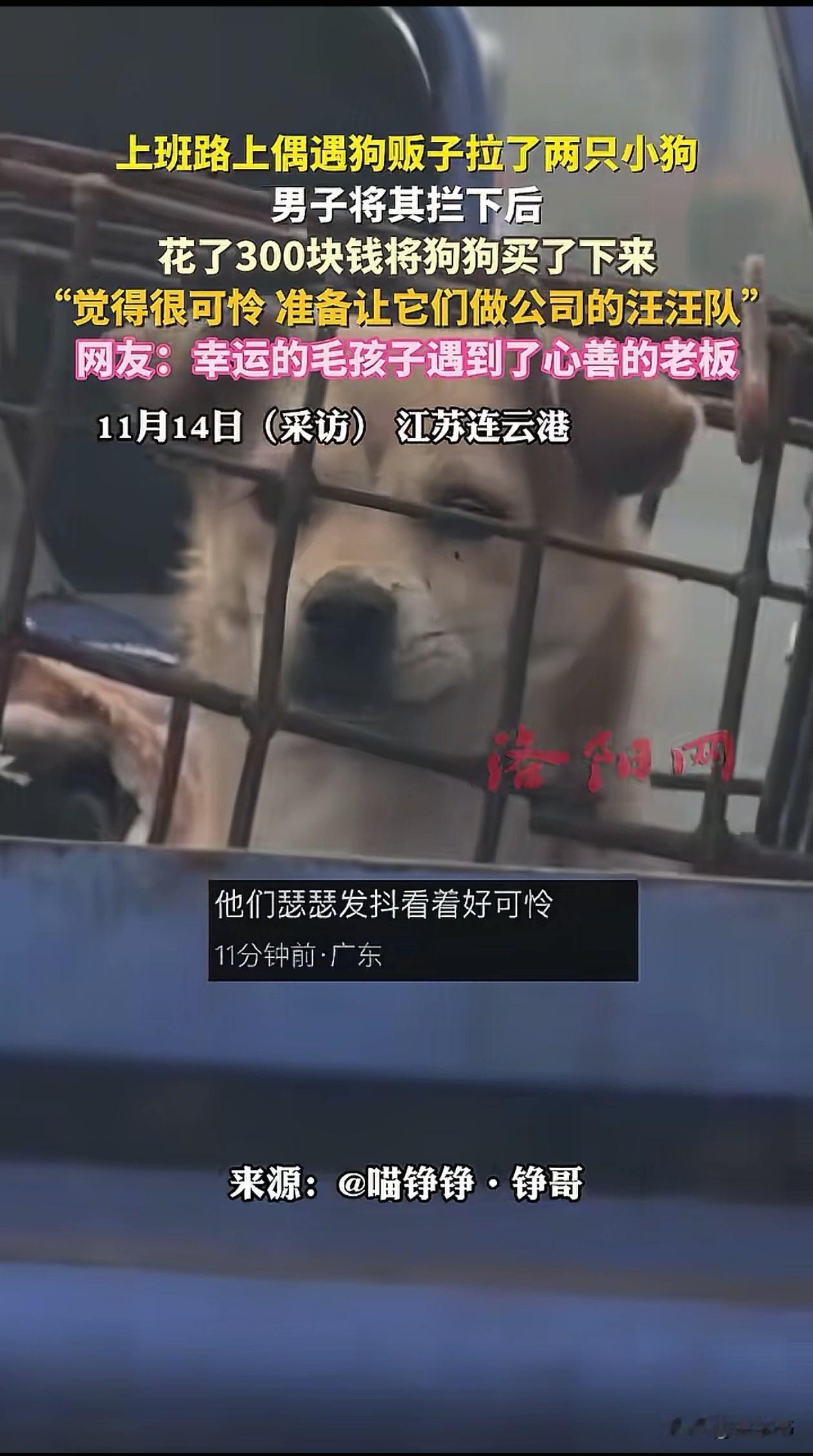 江苏连云港，男子上班路上，碰见狗贩子用三轮车拉着两只瑟瑟发抖的小土狗，他觉得可怜