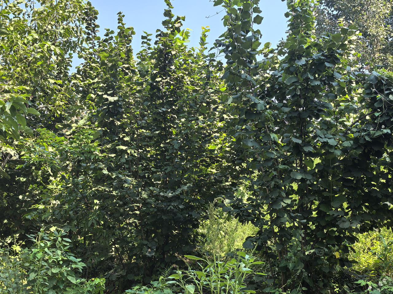 弘毅六不用坚果：与森林共生的树上珍果
蒋高明

在弘毅生态农场的“食物森林”里，