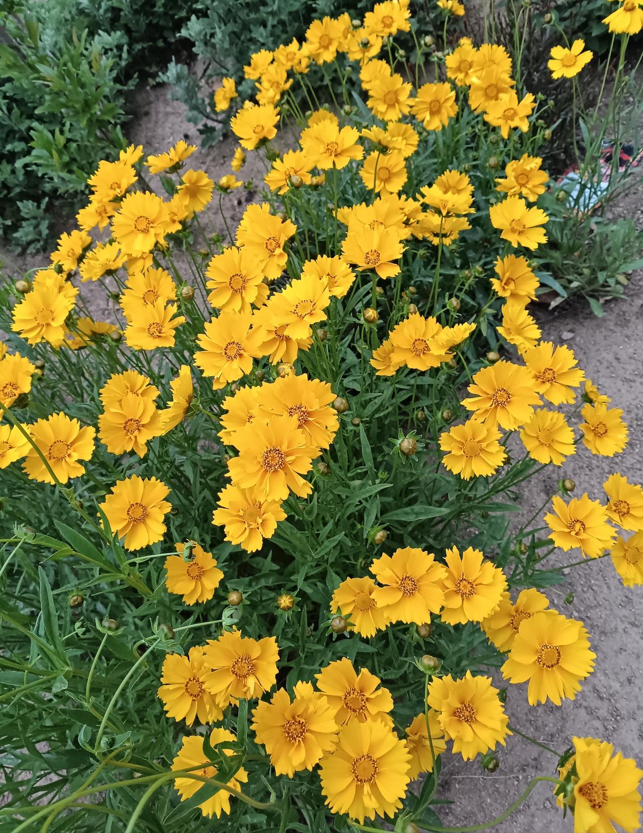 这丛盛放的金鸡菊，如一团团热烈的金色小太阳缀满枝头，明艳鲜活，在绿叶间漾着初夏的