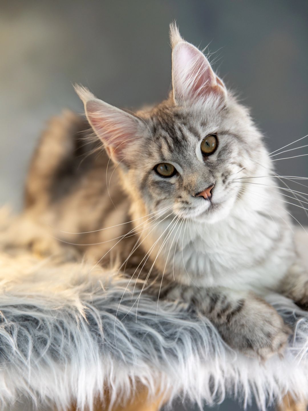 缅因｜年前特价🉐银虎斑缅因妹妹