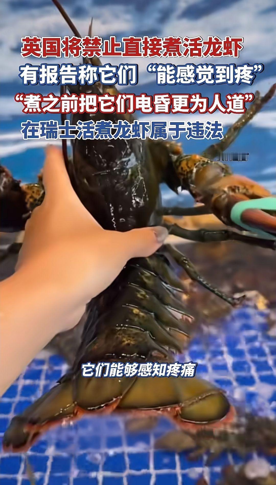 英国将禁止直接活煮龙虾，有报告称它们
