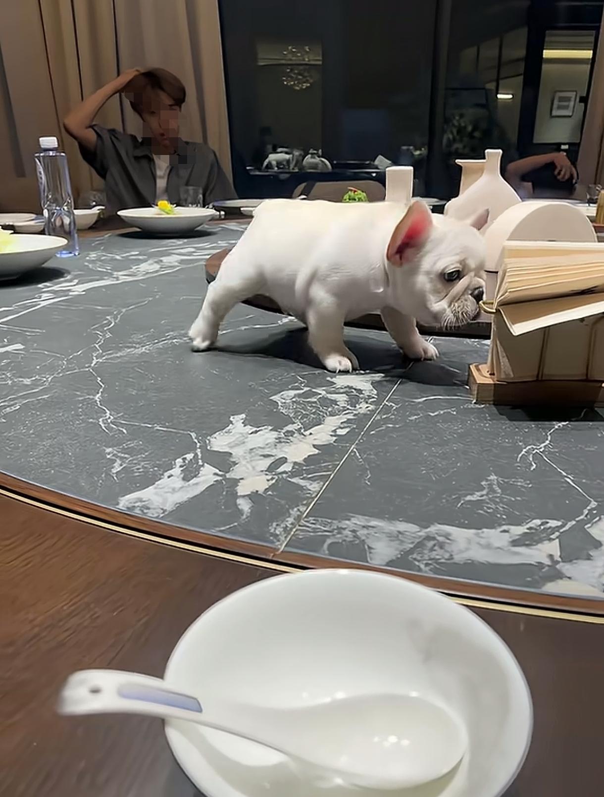 把狗放在餐桌上喂食，这是在哪个饭店，有没有知道的？
又是一帮爱狗人士坑害了无辜的