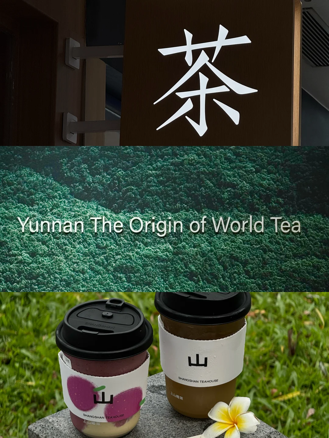 荷风茶香｜初夏公园的山野闲趣