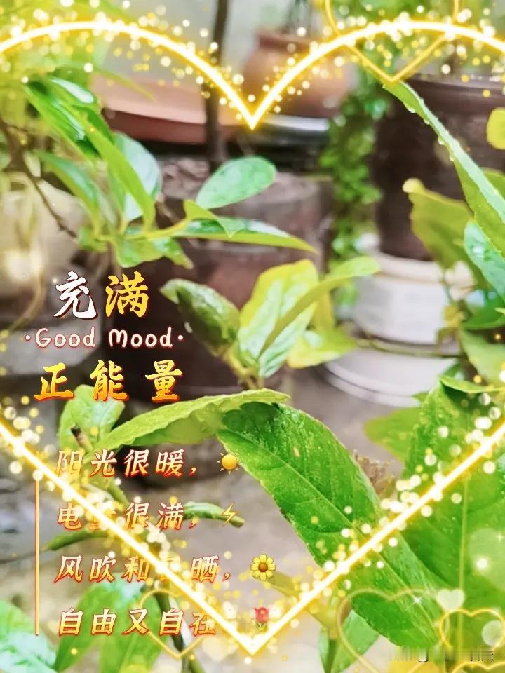 进入春天就会发现有意外地惊喜，我喜爱的盆景，其中之一就是这颗丑桔了。去年寒发现丑