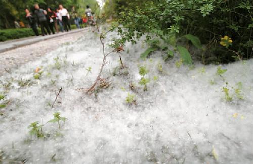 《为何“四月飞雪”？》

杨柳树是雌雄异株植物，你看到的飞絮其实是雌株的种子。春