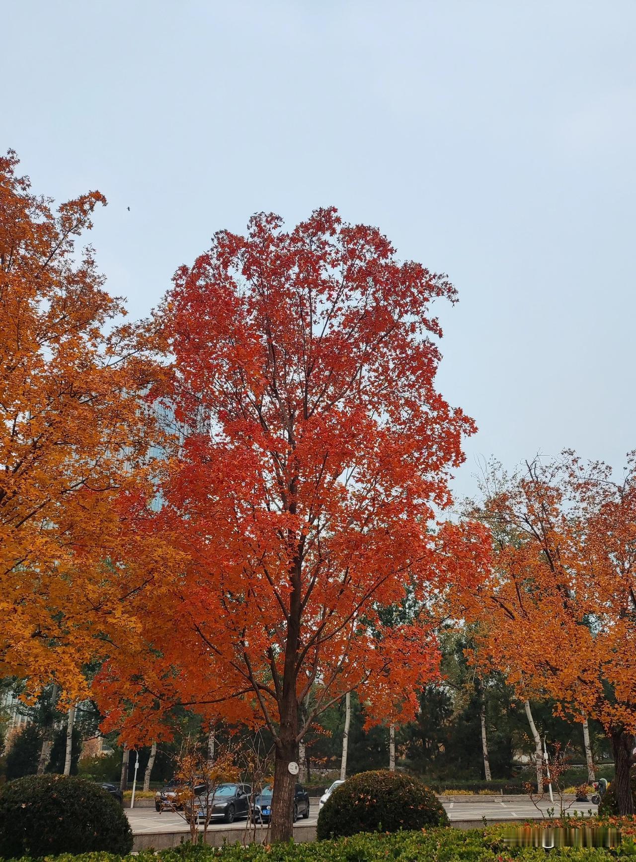 得此美景，无言以对，请赐教[呲牙]