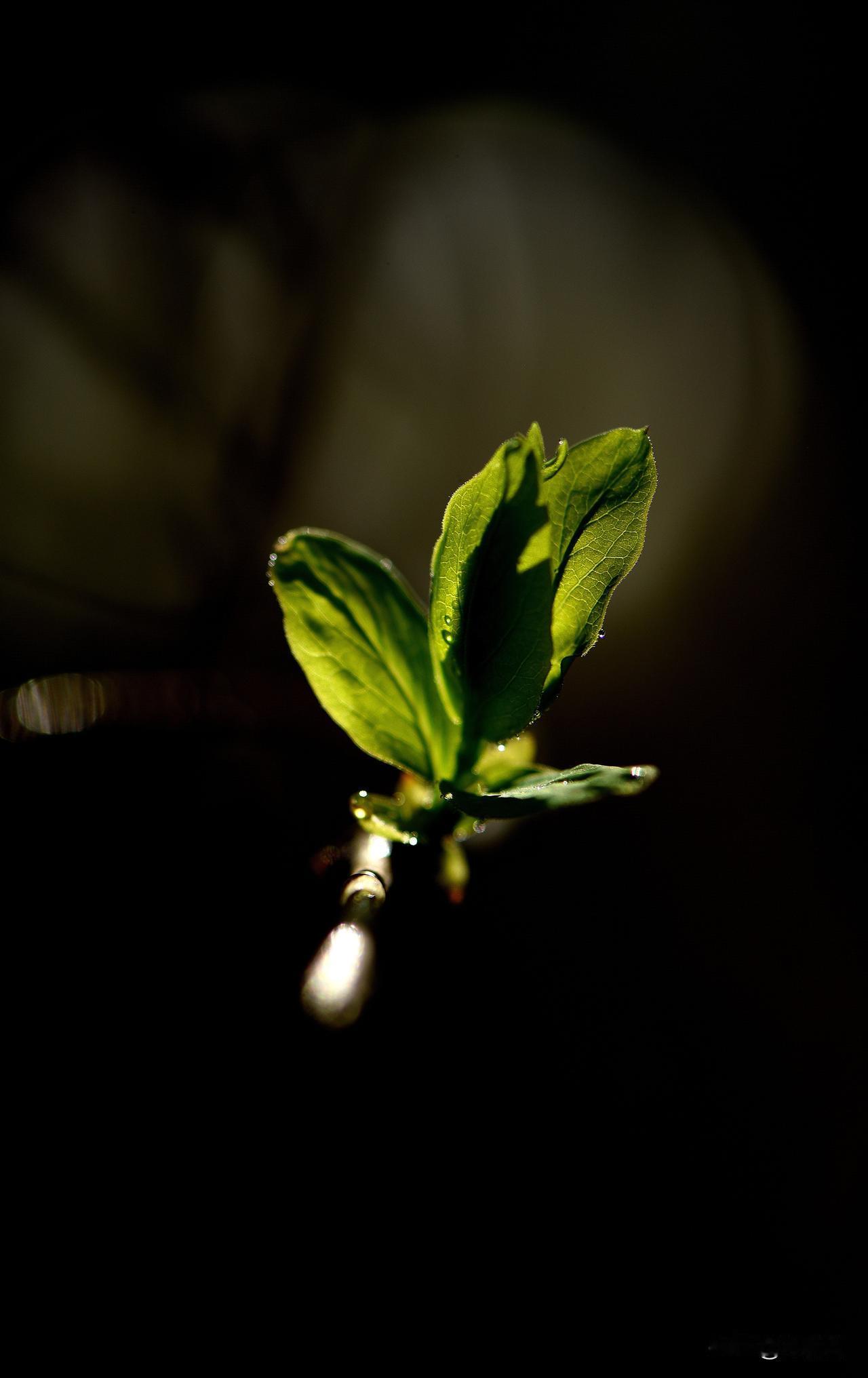 南湖公园四季掠影（十一）
春季景色：