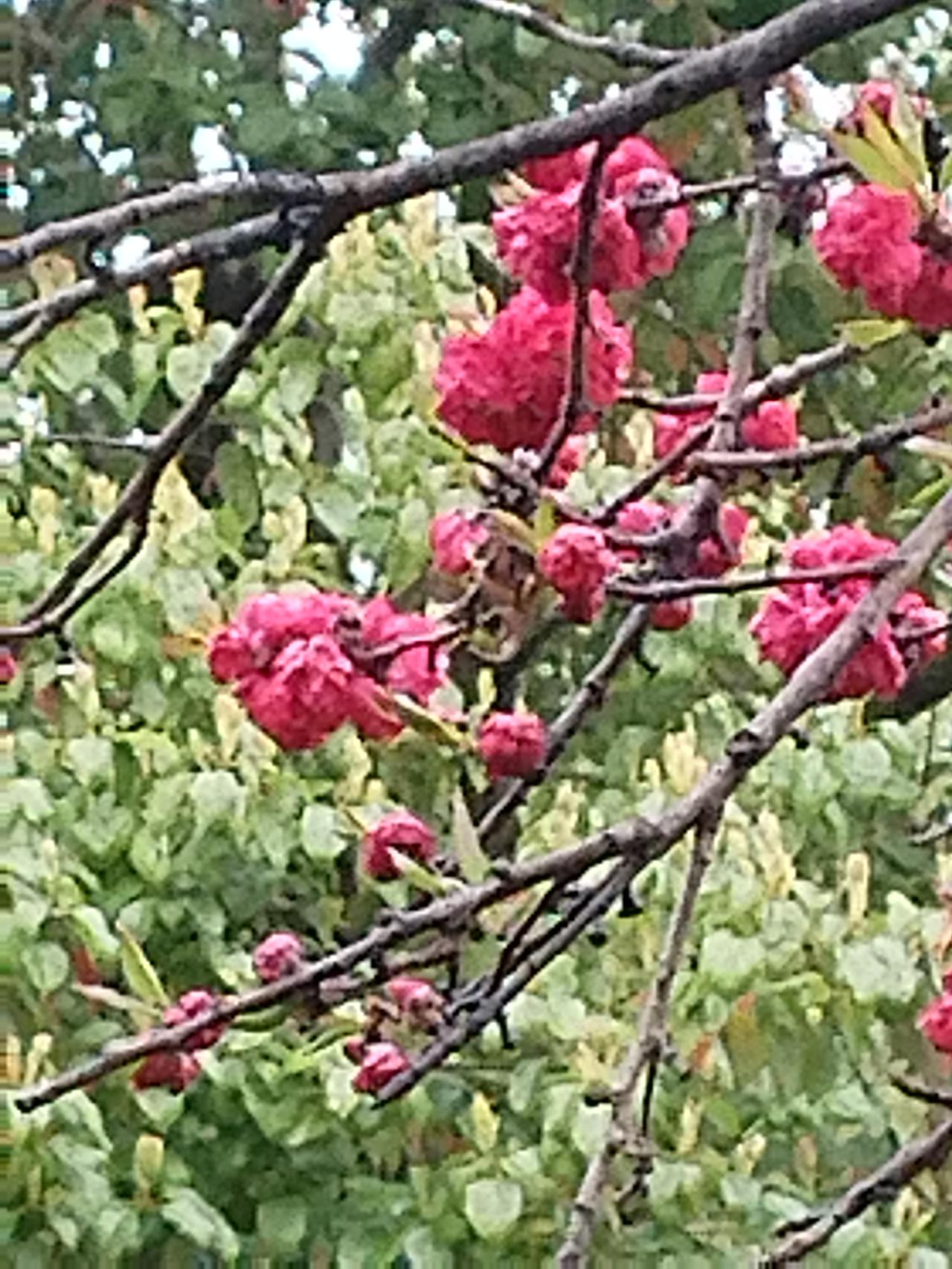 今年春天，我最想实现的心愿是经常表达感谢和赞赏，让身边的人切实感受到我的真诚。在