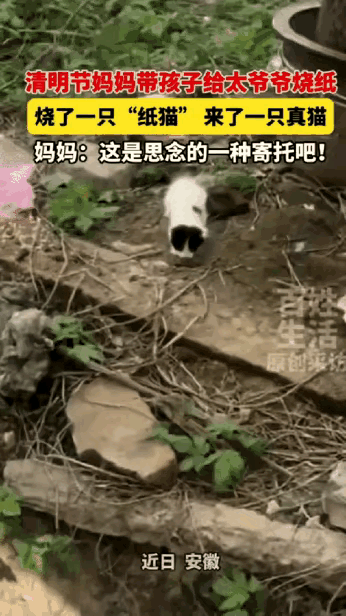 科学解释不清了！安徽13岁男孩给太爷爷烧纸猫，次日同款奶牛猫上门，家人：是思念回