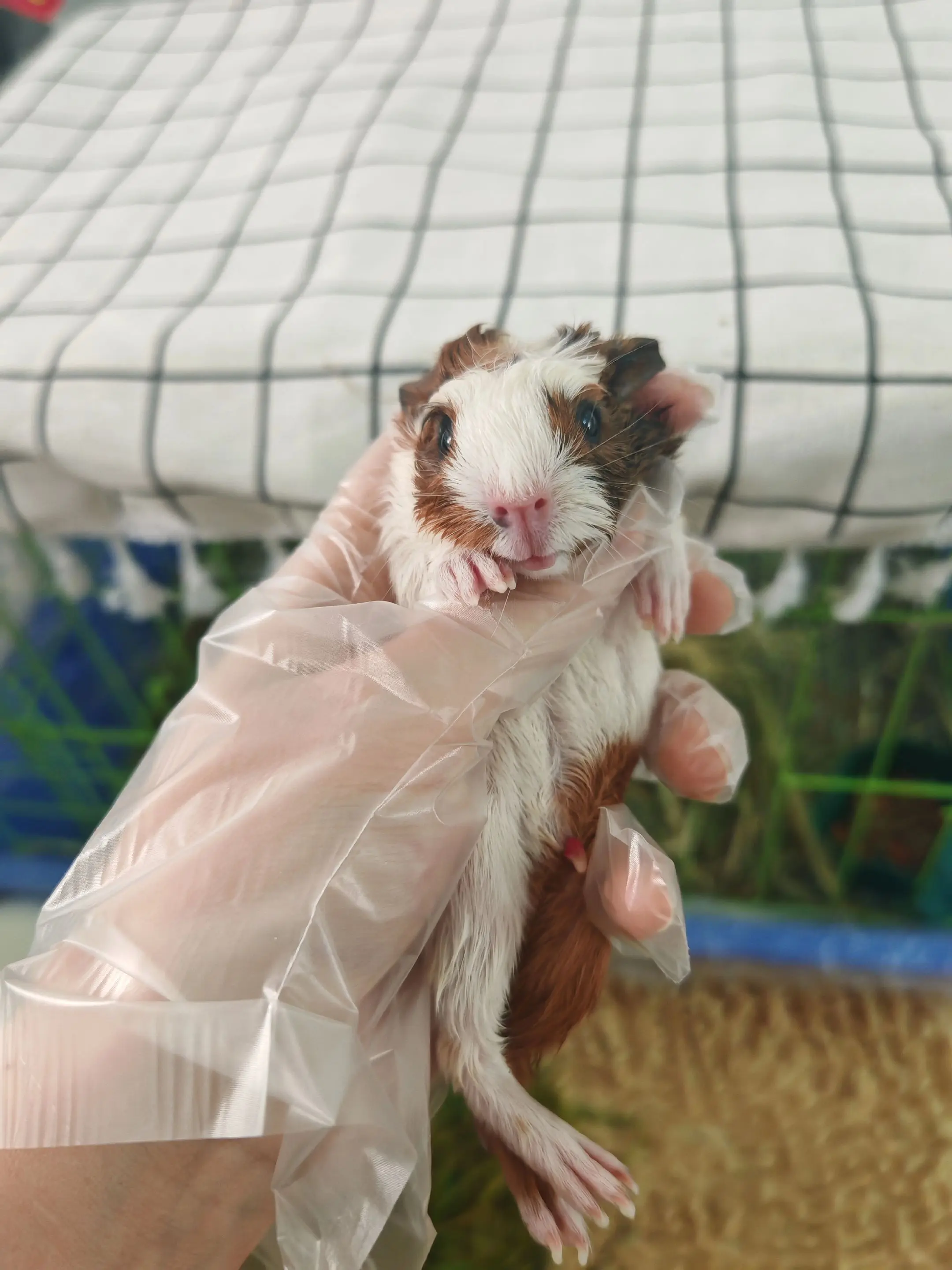 给我生了三国产三花😱