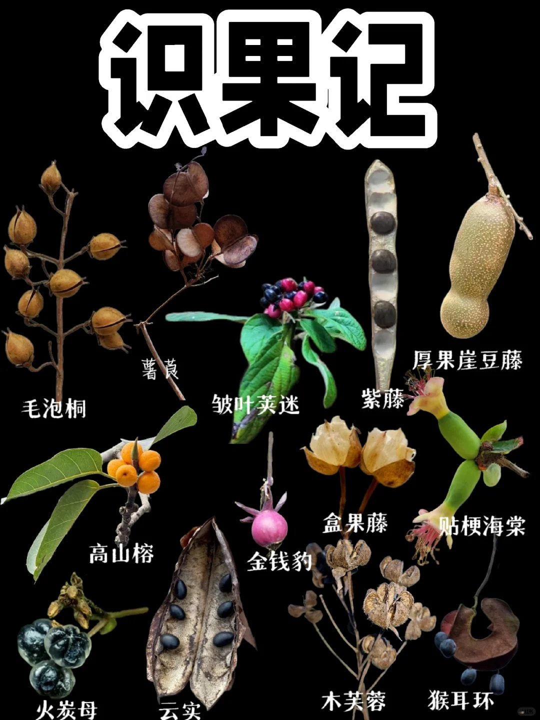 【识果记】第十八弹
