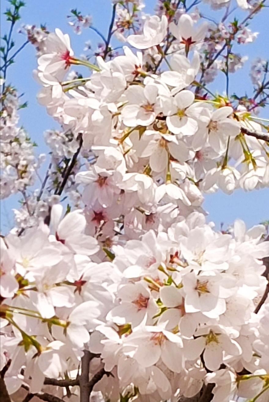 樱花绽放之际，无疑是一场视觉的盛宴。
昨日清晨，我刚为孩子们做好早饭，便接到同学
