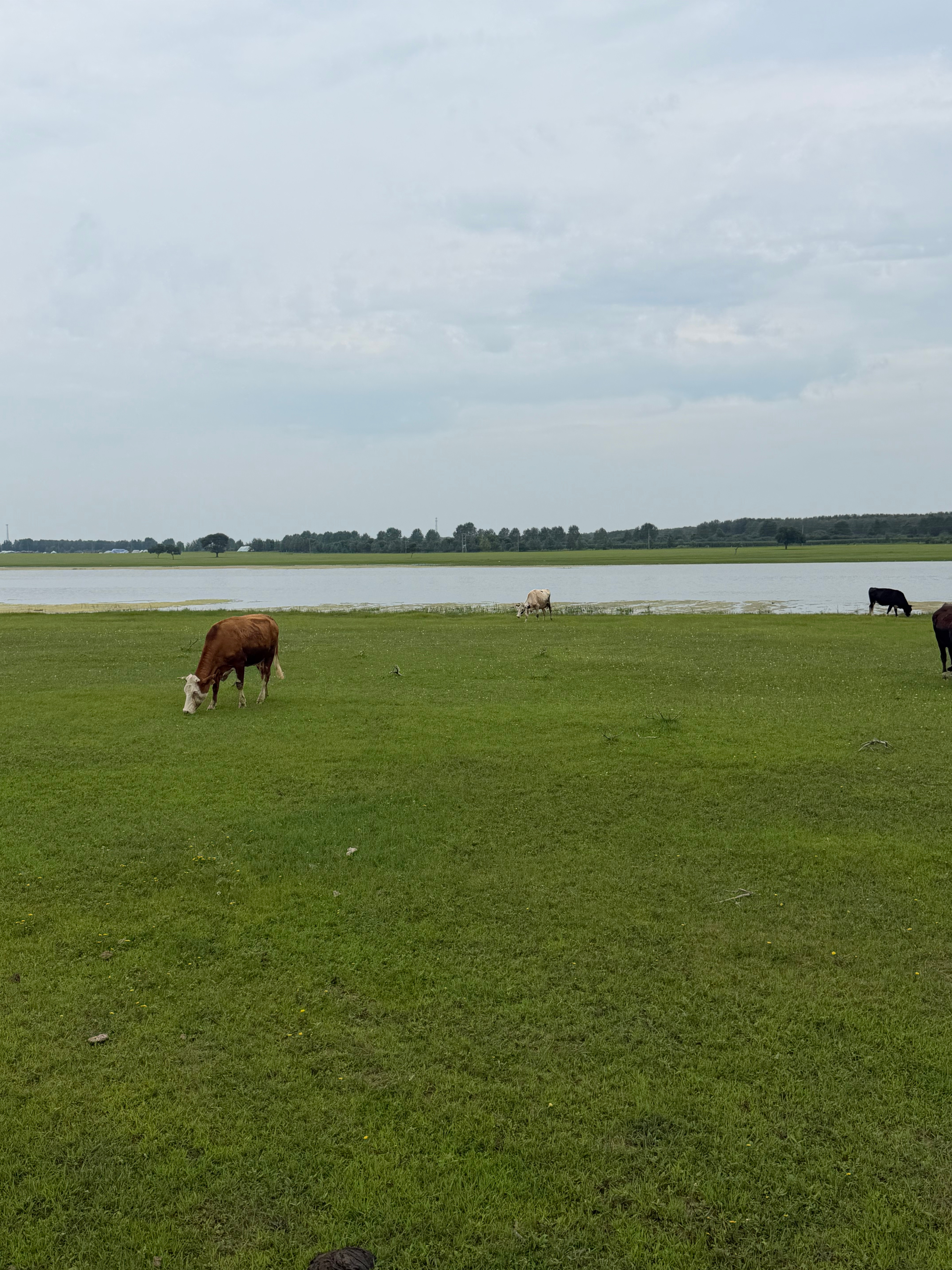 🐎🏹🦌🐂 