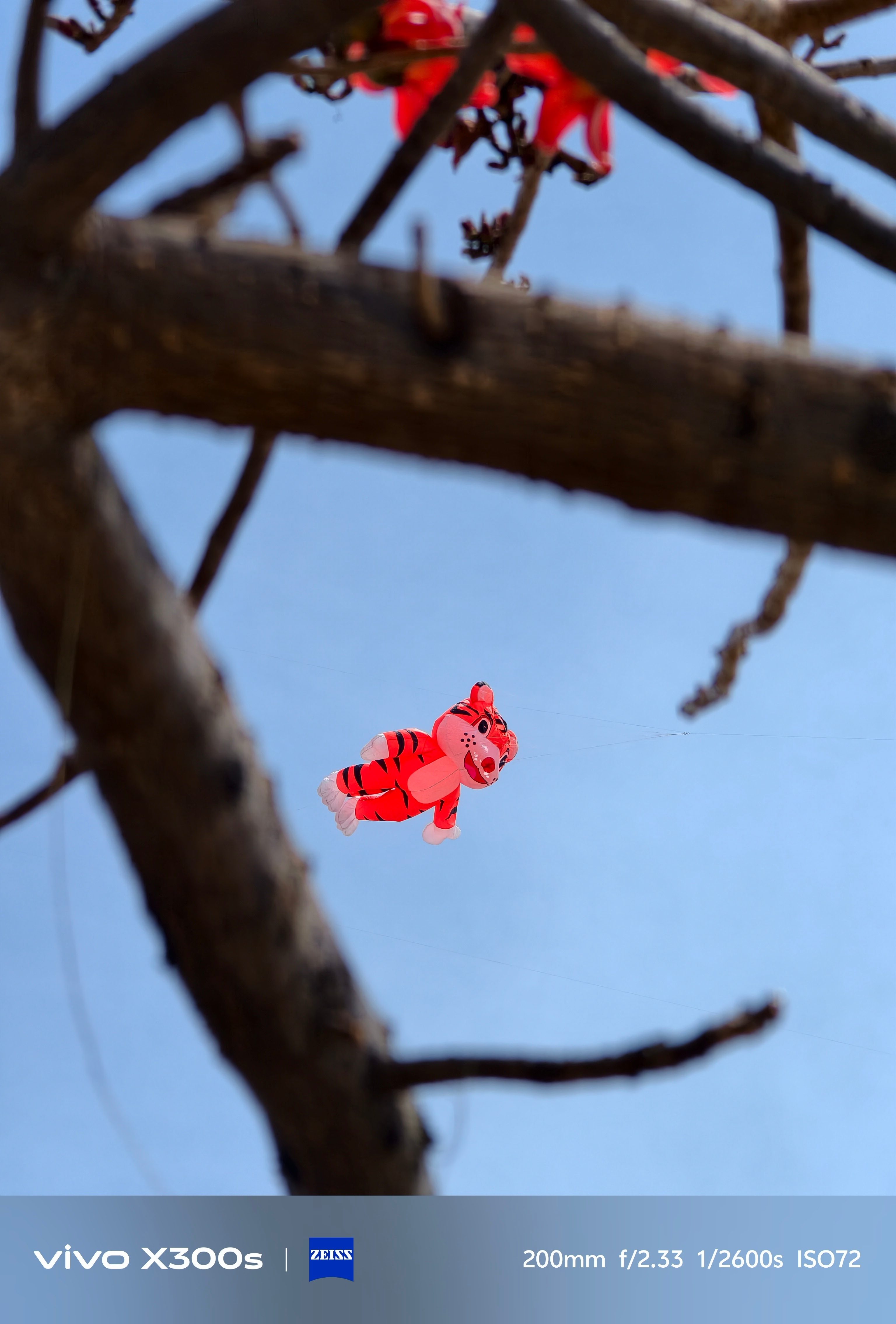 来一组vivo X300s带增距镜的样张，继续看看我们攀枝花的春天吧图2还意外偶