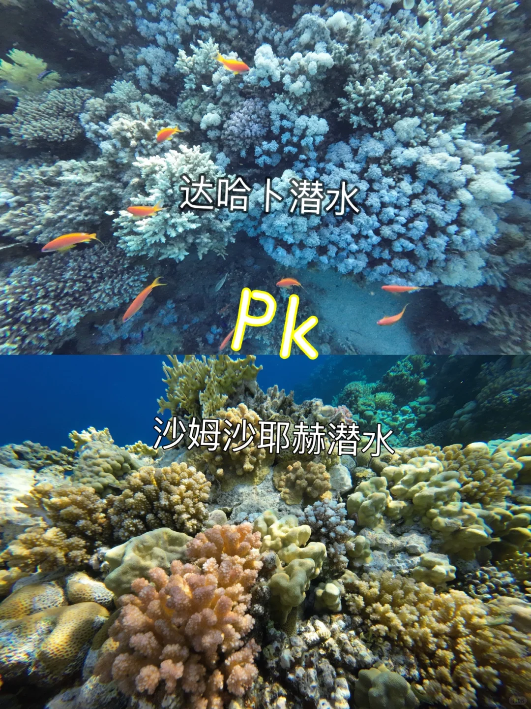 达哈卜和沙姆潜水怎么选择